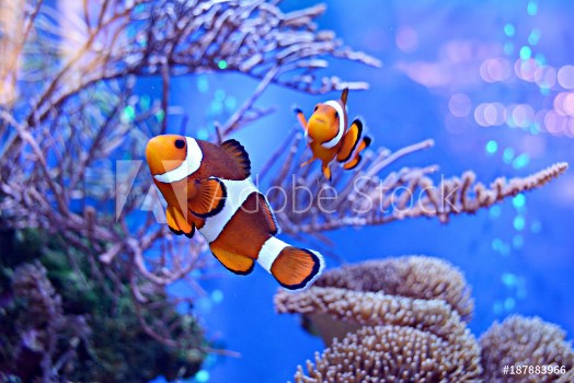 Picture of Clownfish Amphiprioninae in aquarium tank with reef as background